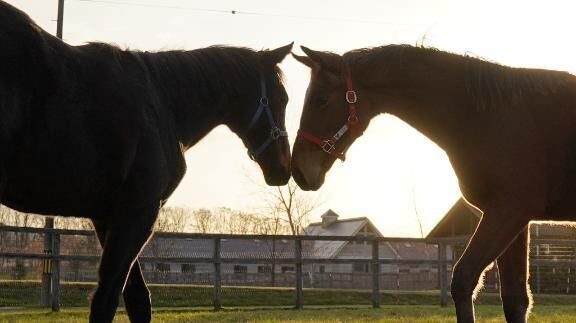 (♡ ♡♡♡ ♡♡)