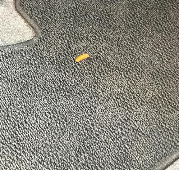 柿の種落ちてますよ