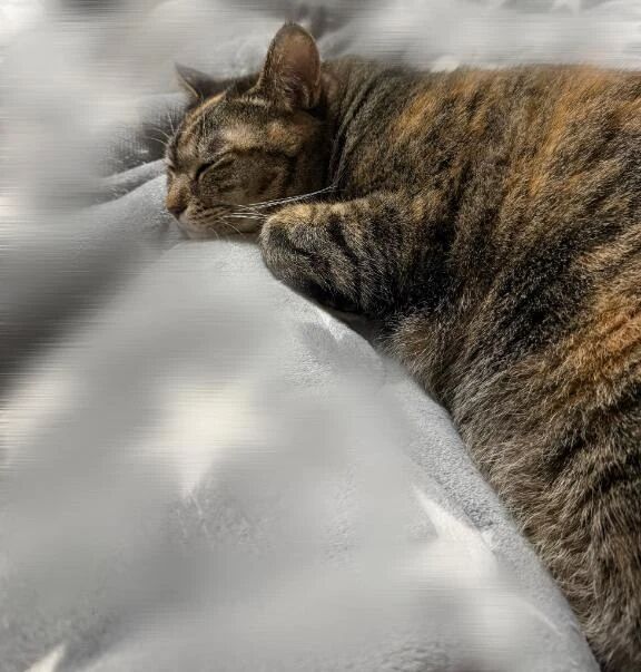 にゃんこ先生🐱