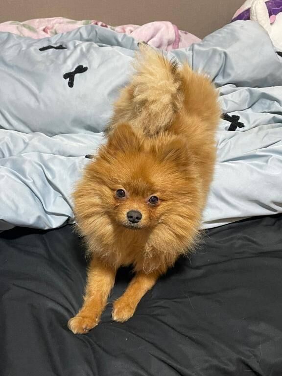 サービスショット