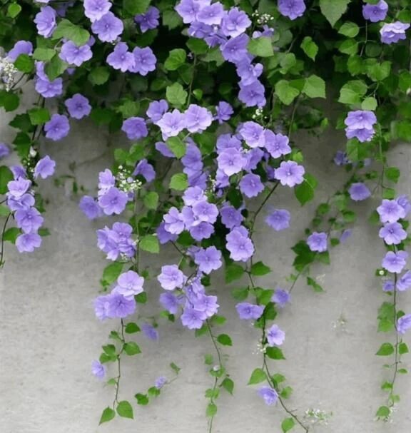 出勤致しました！