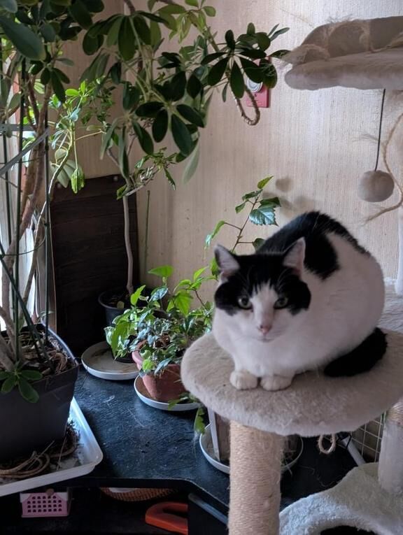 昭和世代オンリー