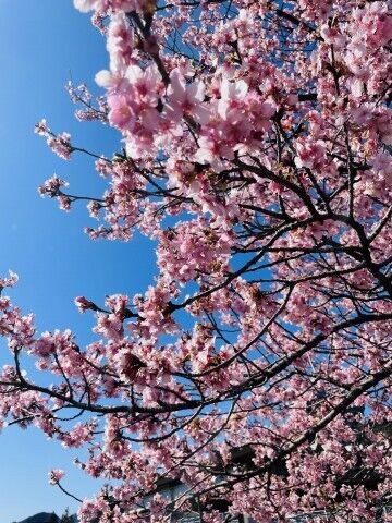 もうすぐ春ですね