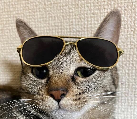 ニャンニャン笑