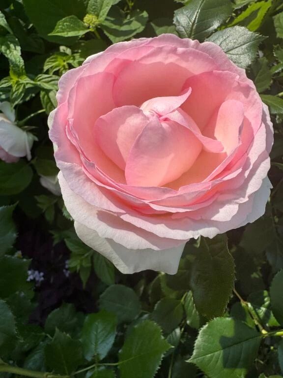 🐣どっちか悩む😥😥