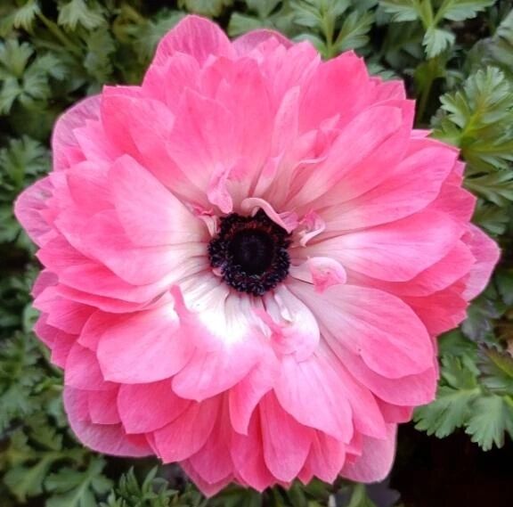 💕ありがとう💕