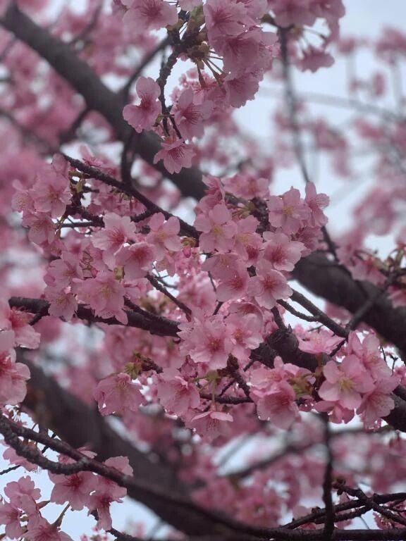 リハビリがてら🌸