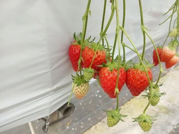 ♡カスタムメニューについて♡