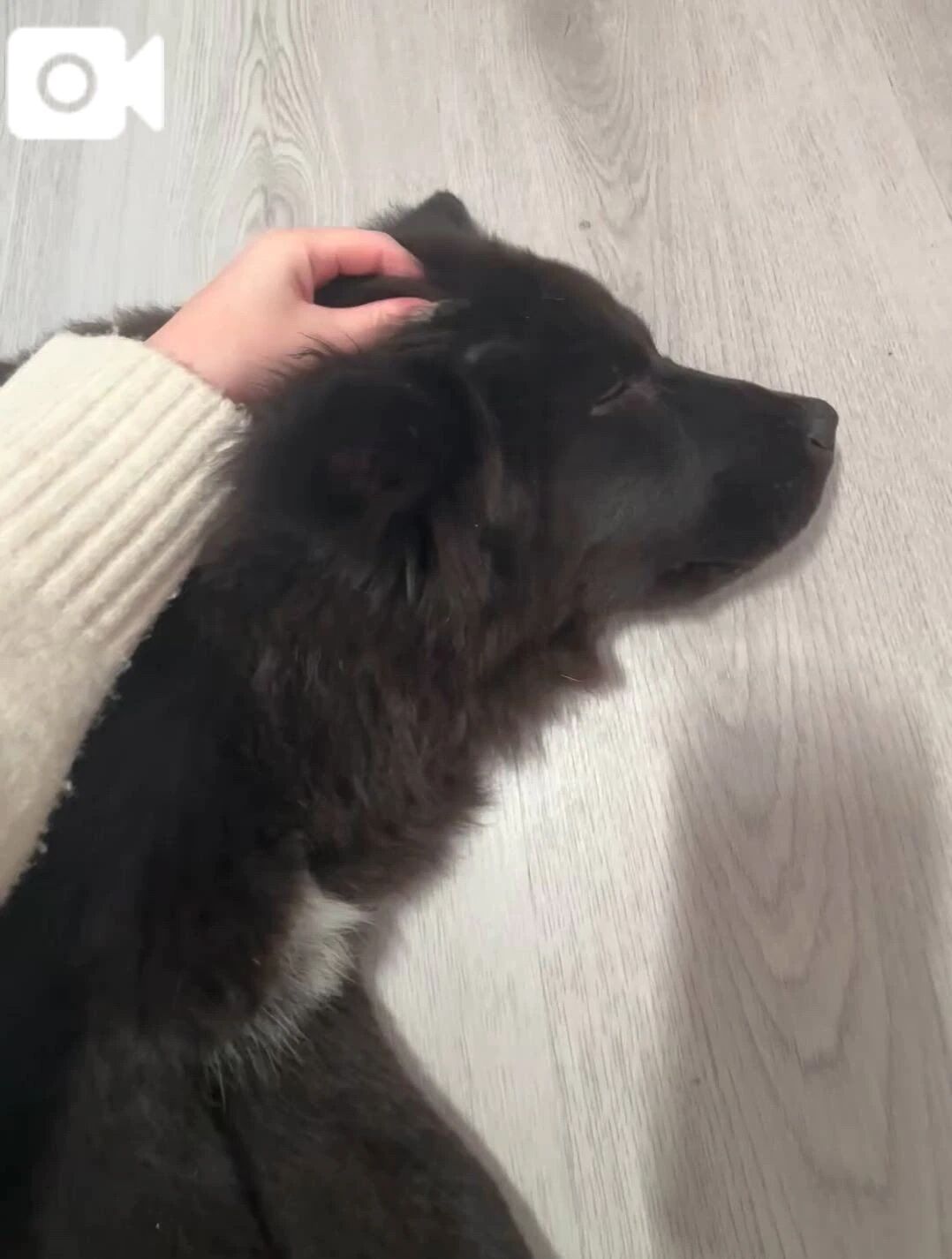 なでなでの魔法⟡.&middot;