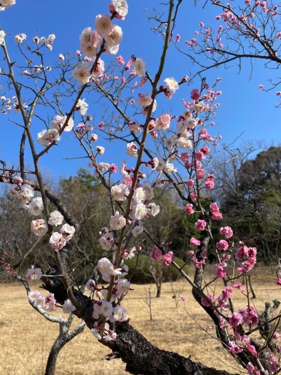 梅🌸