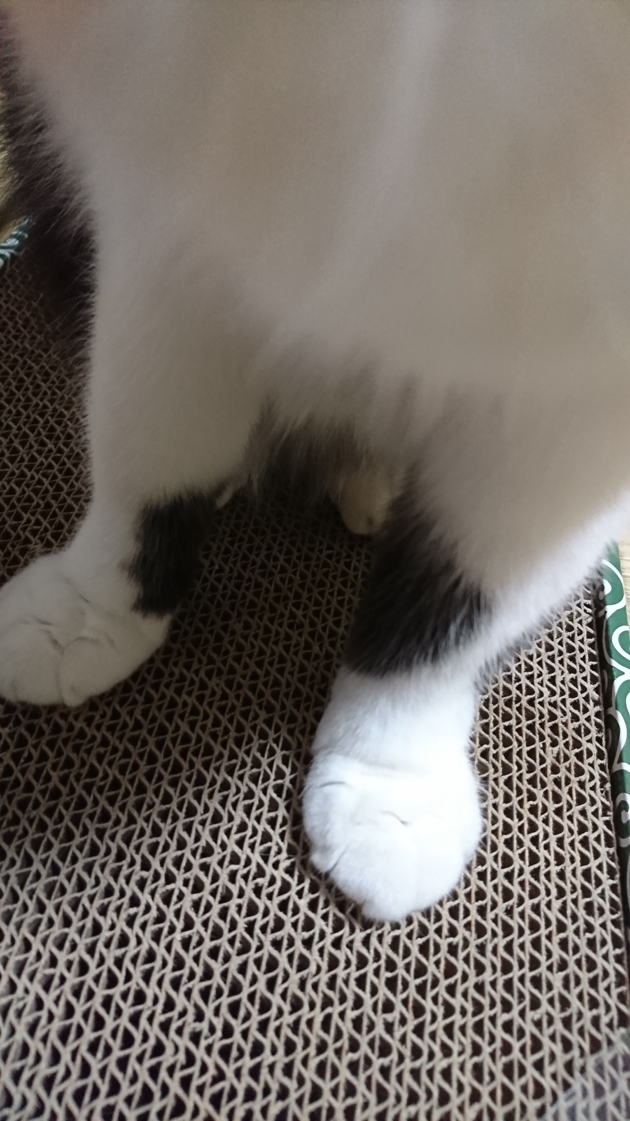 止んでいたのに