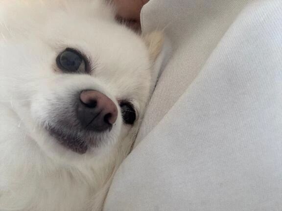 お休み中です🕊️