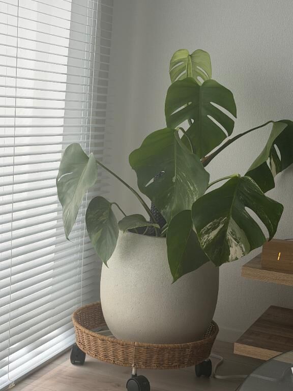 まさかの！！！