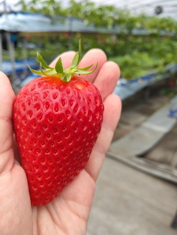 やっとできました