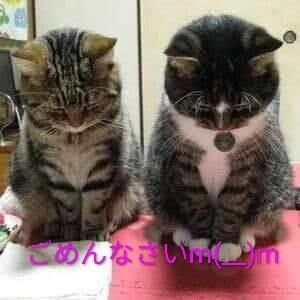 ごめんなさいm(__)m