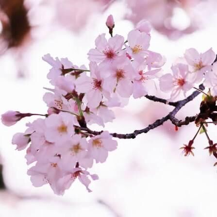 １３時枠　はじまして様