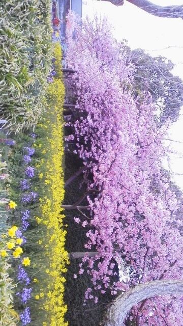 期間限定ヾ(^▽^)ﾉ