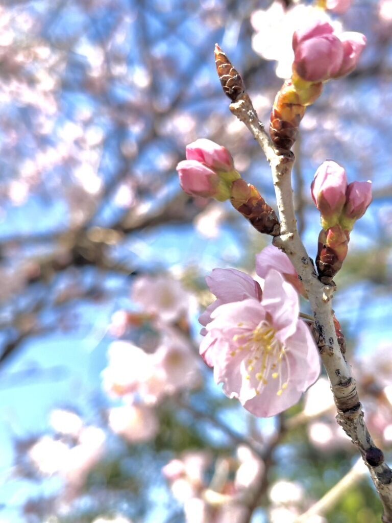 緑区ダーリンさま