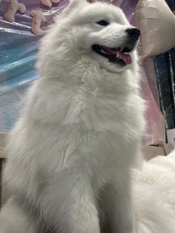 向かい風の自転車パねぇー