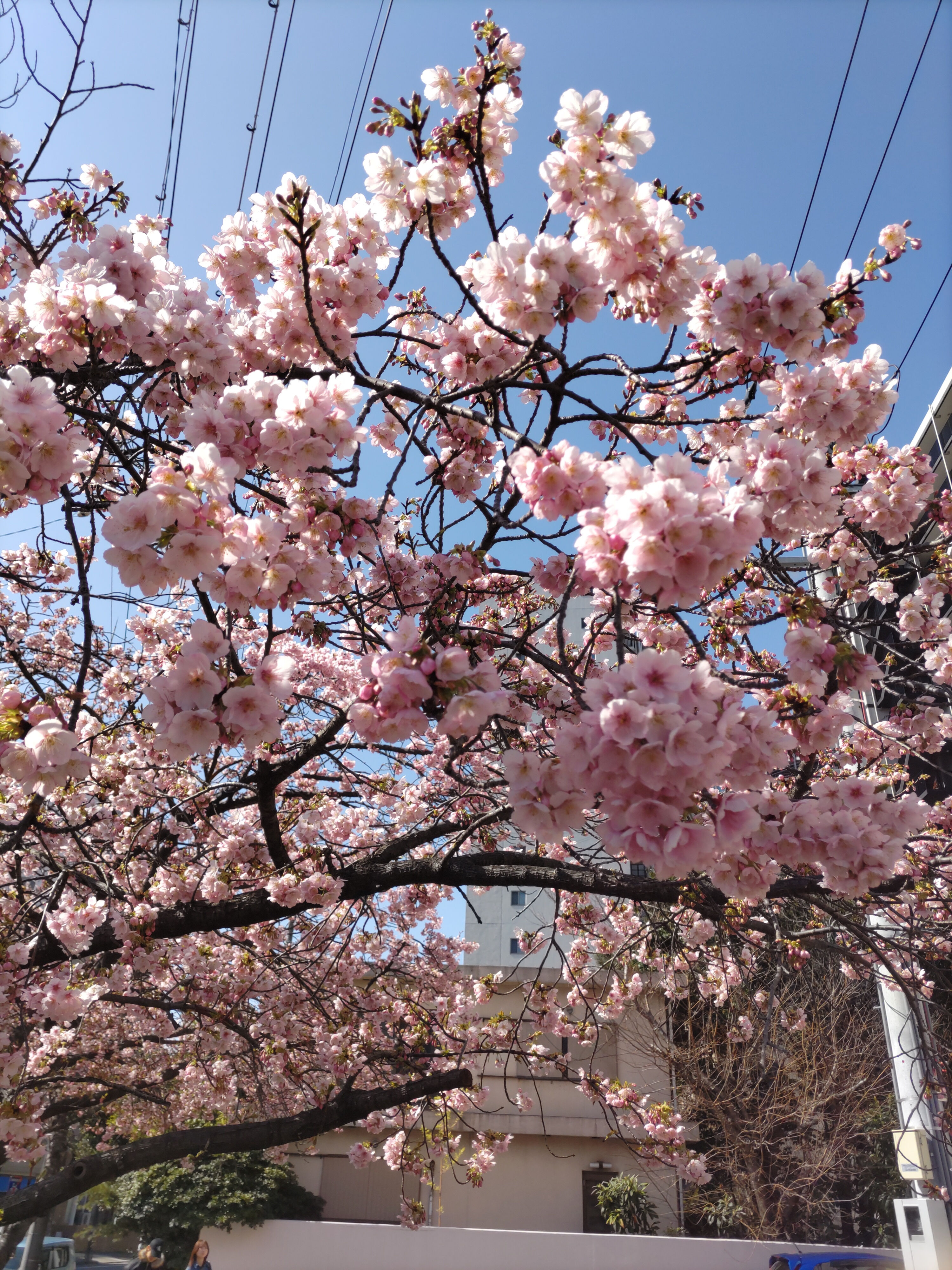 リクエスト出勤のお知らせ