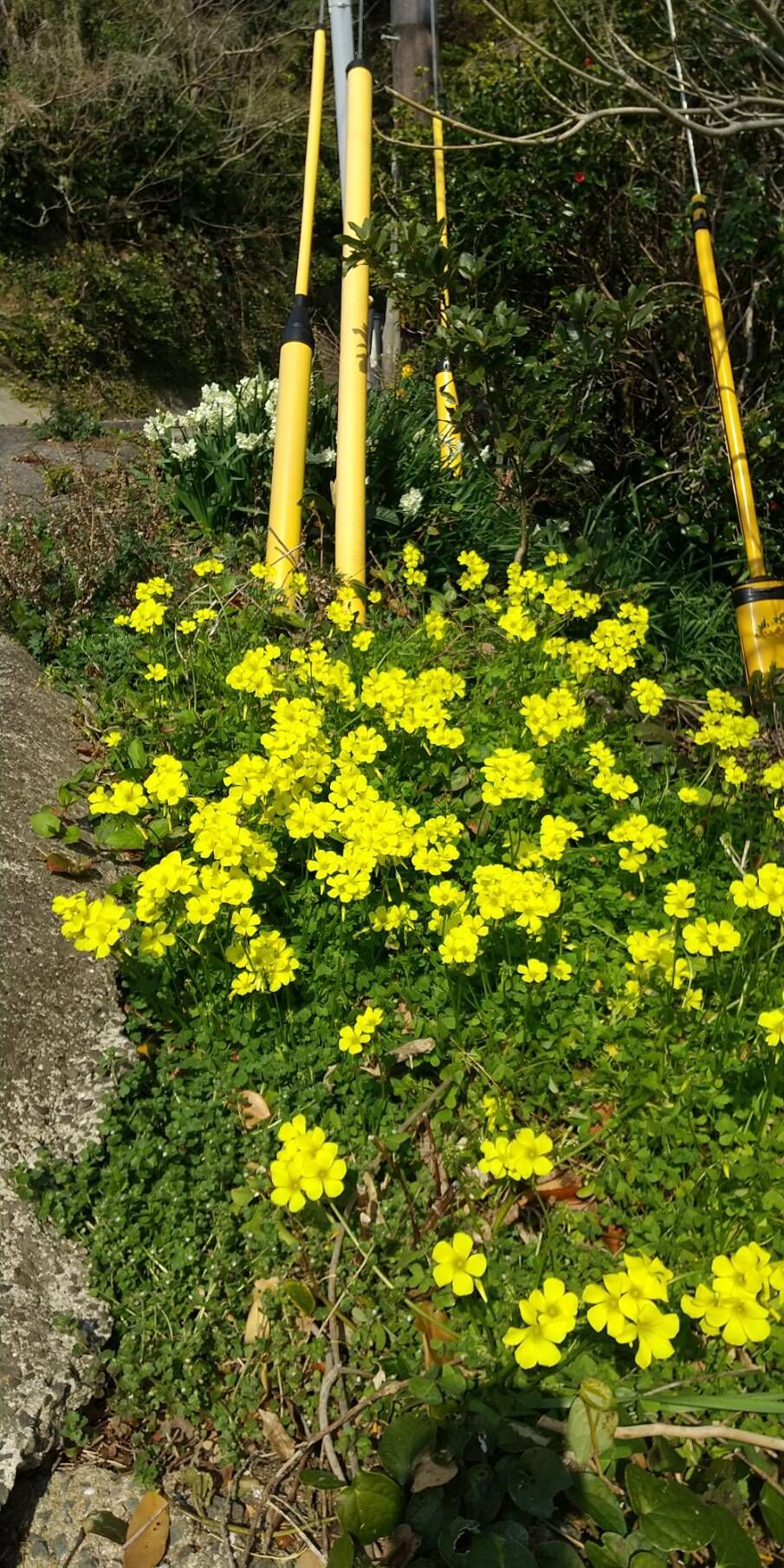 おやすみなさい