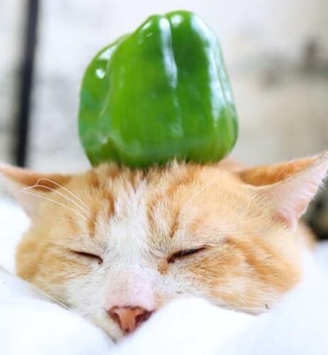 [お題]from:ディマンシェさん