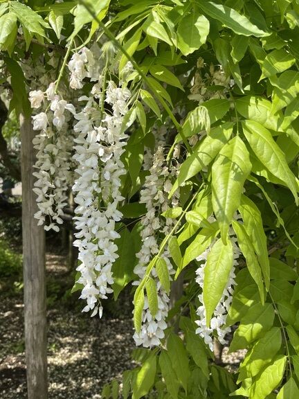 ありがとうございました