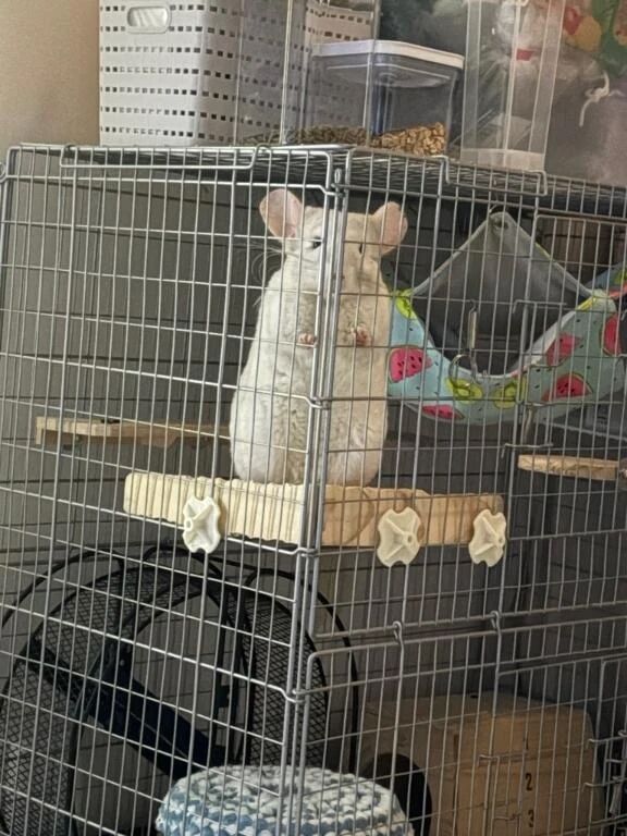 本日より女の子やすみいただきます！