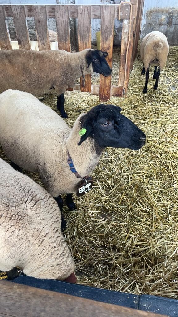 こんばんは♡おやすみなさーい♡