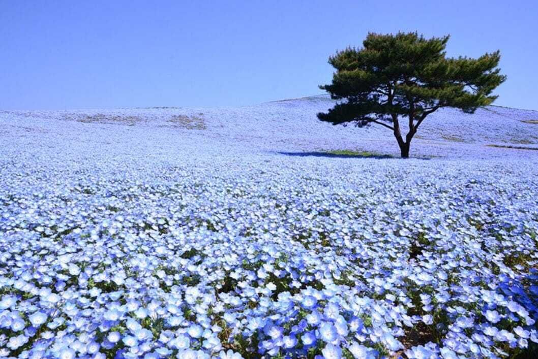 ありがとうございます