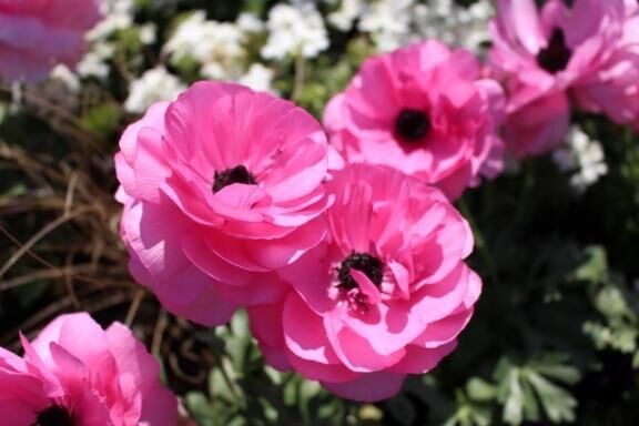 ３月のお花を添えて♡本日出勤します