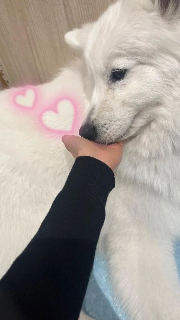 いぬーーーーっ🐕