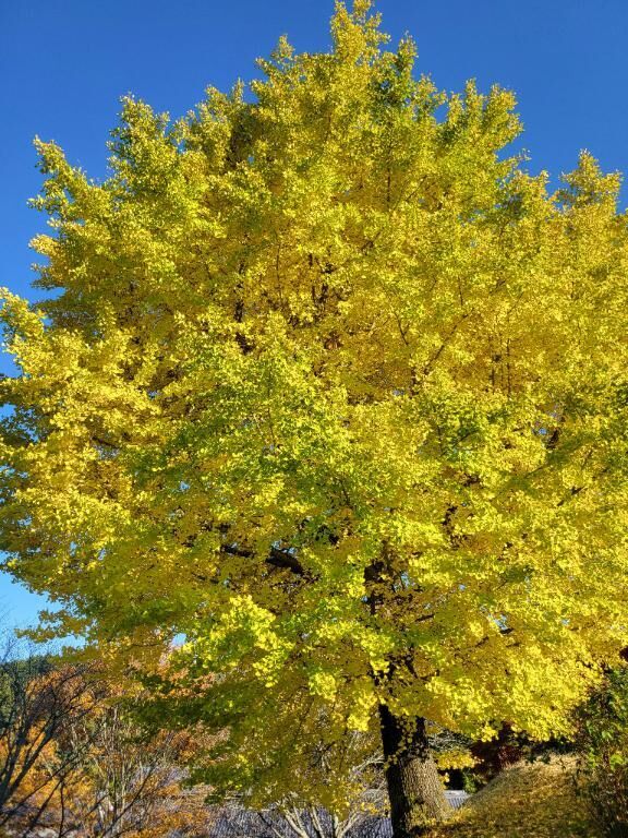 お久しぶりです♡♡