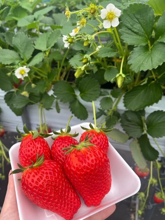 [お題]from:枝豆さん