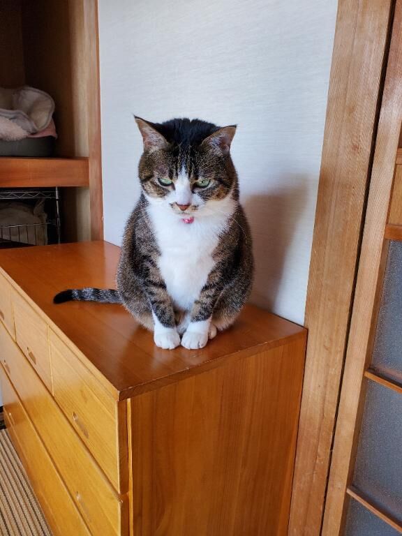 ありがとごさいました