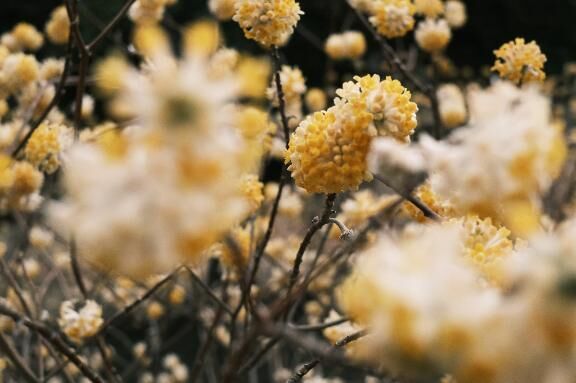 🏵️🏵️🏵️