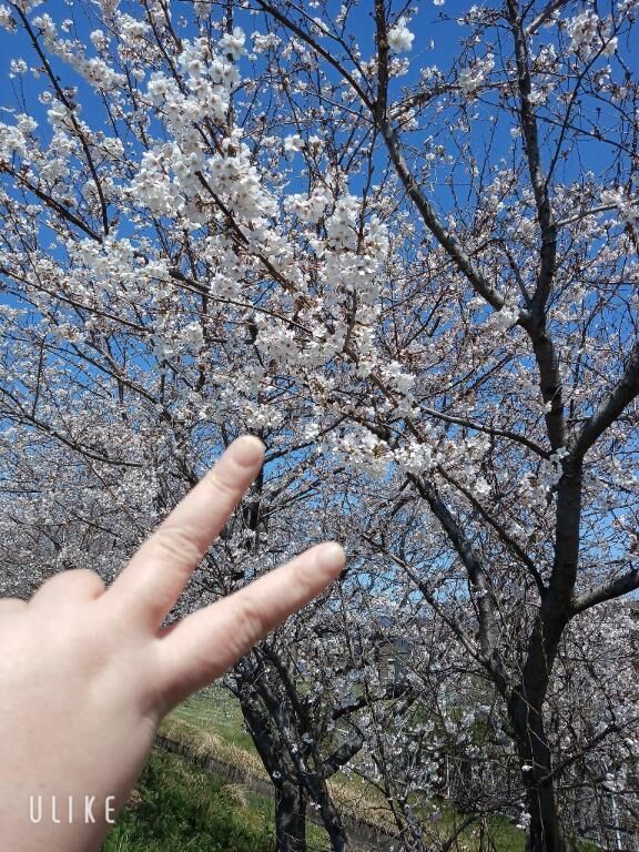 桜満開