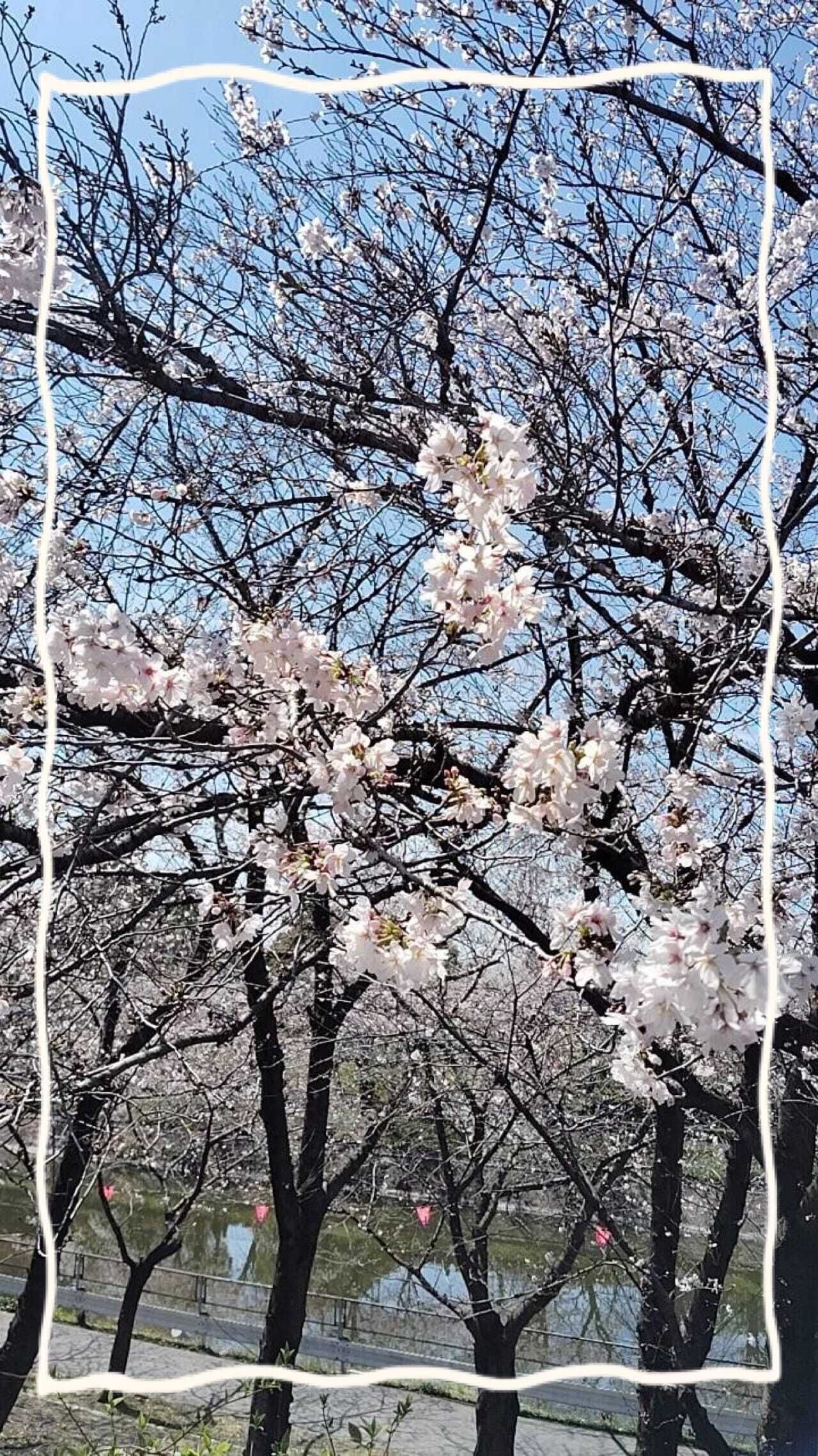 桜！