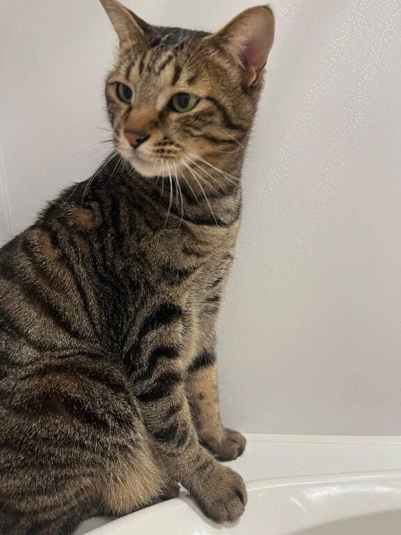 えっちぜんりょーま