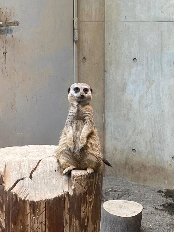 明日まで🙇&zwj;♀️