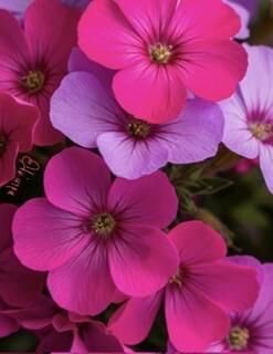 [お題]from:ぴぴさん