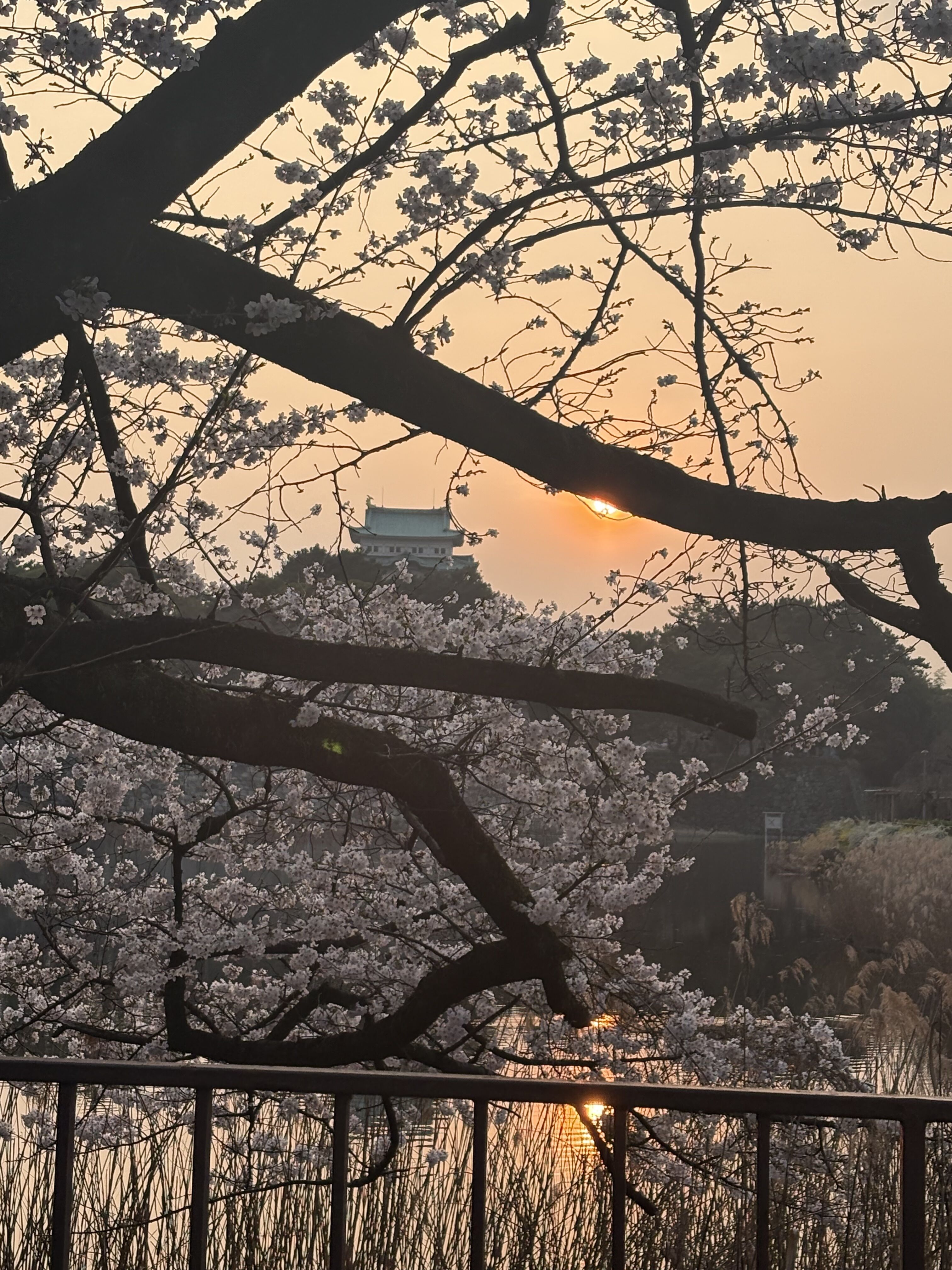 桜満開だったよ🌸