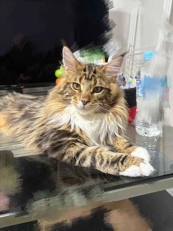 キャンセル出ました😭