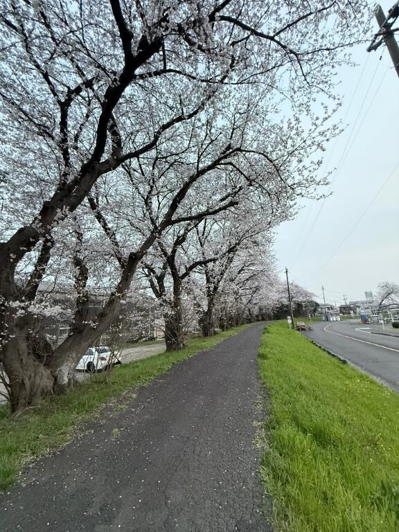 今日も桜見に来た
