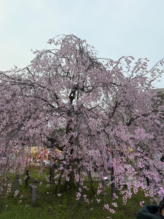 この桜さんすき♡♡