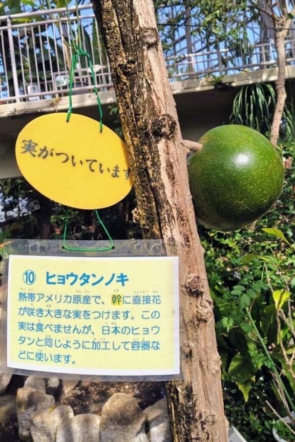 ひょうたんの木