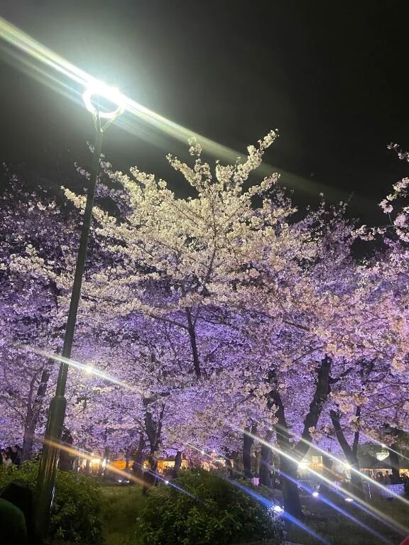 夜桜