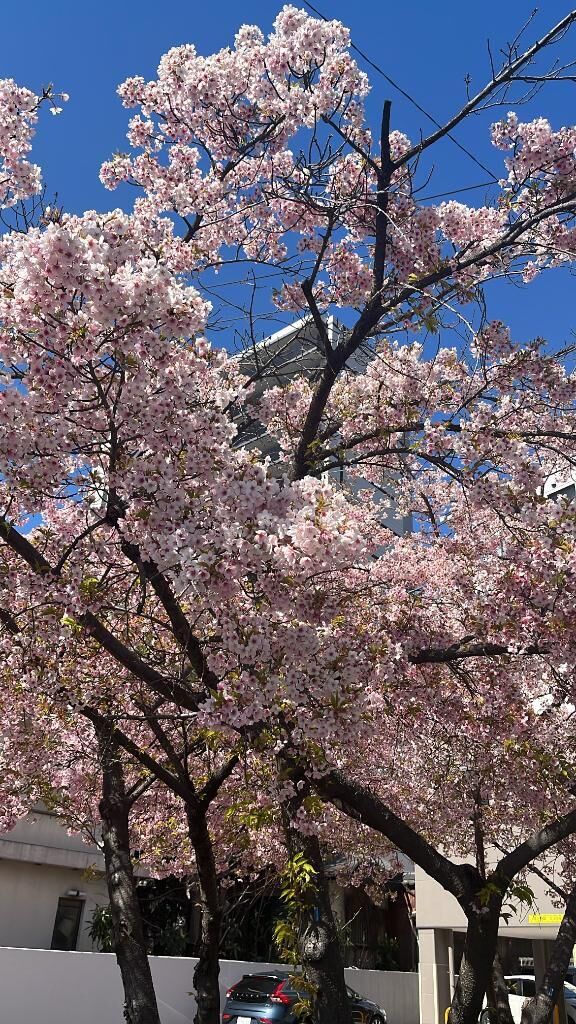 春って、ちょっと寂しくなるよね…？