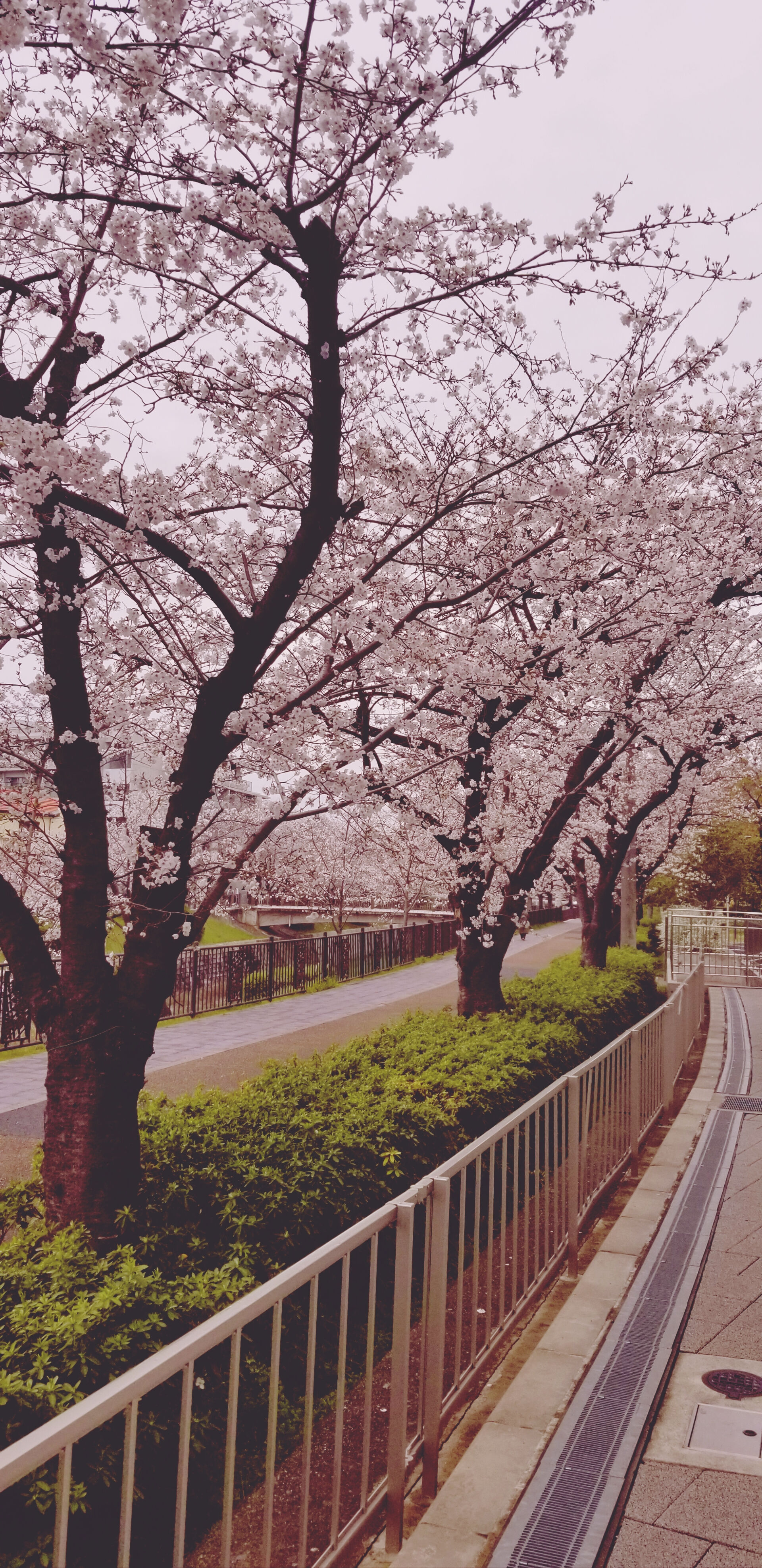 雨が降ったりやんだり...