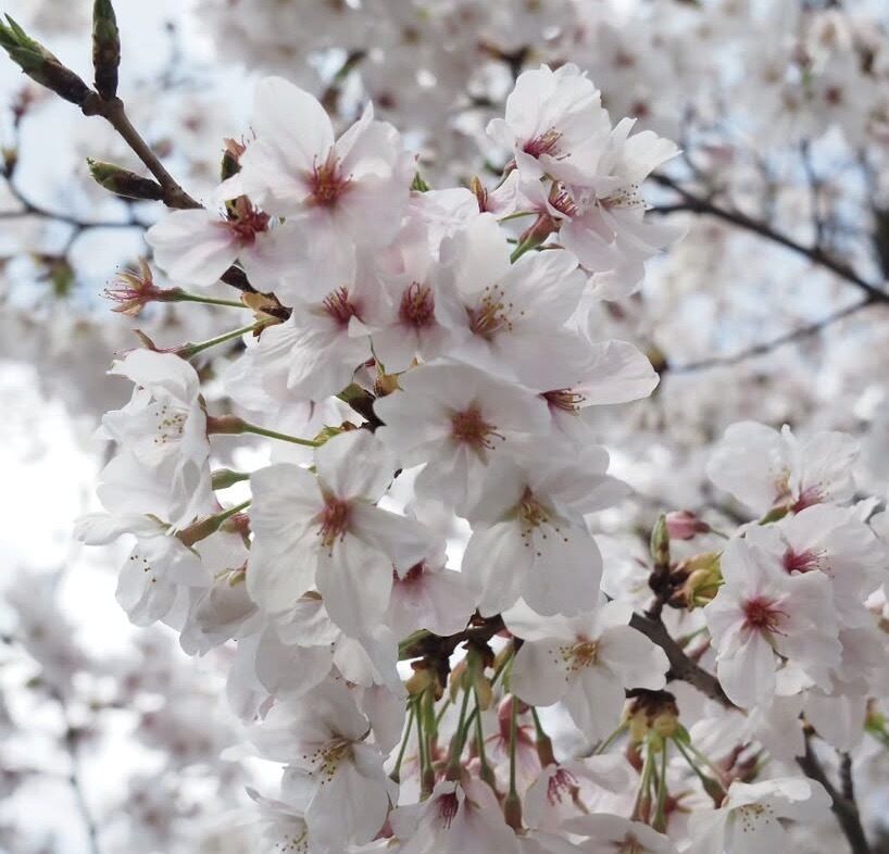 お久しぶりです